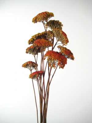Achillea 2-farbig (natur / rot)