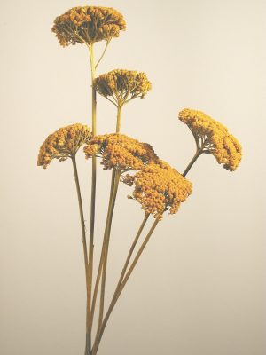 Achillea natur