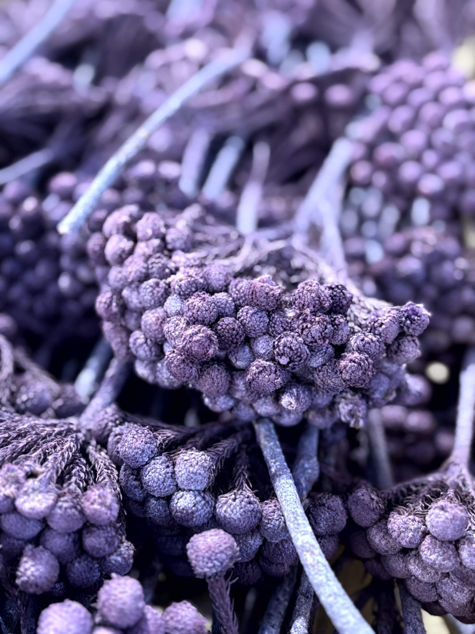 Albiflora fuchsia gefrostet – Bild 3