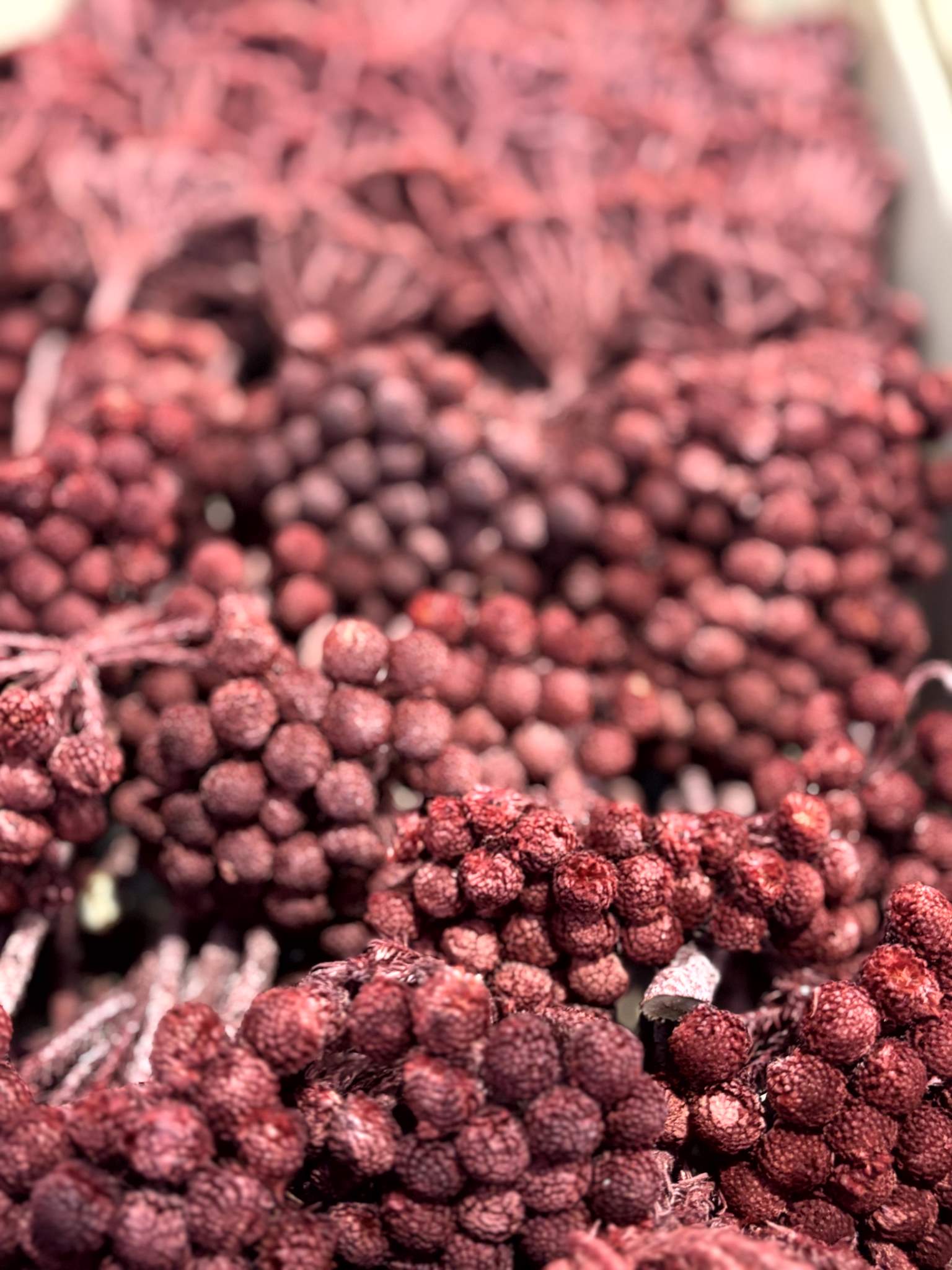 Albiflora rot gefrostet – Bild 3