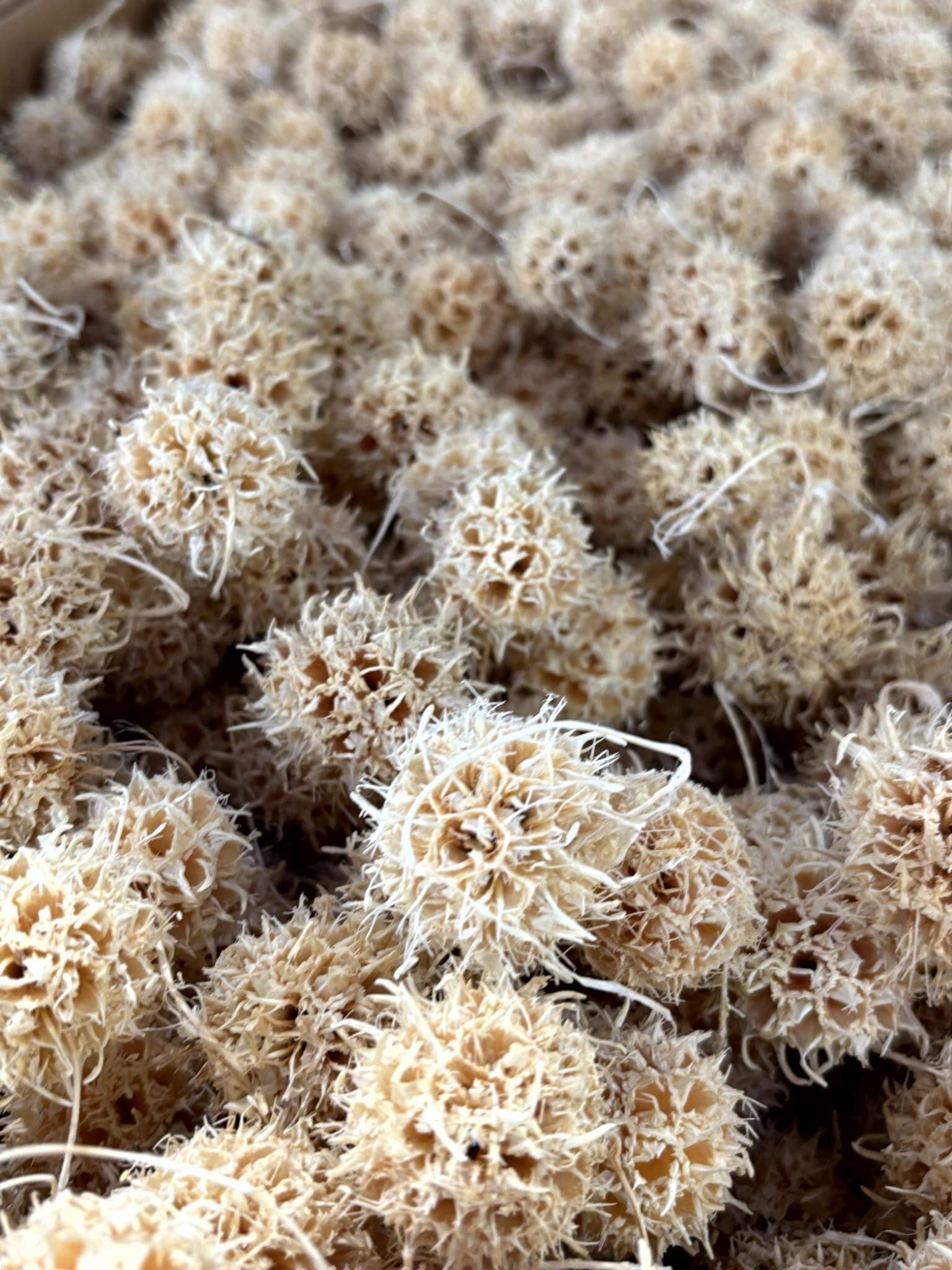 Amberbaum gebleicht – Bild 3