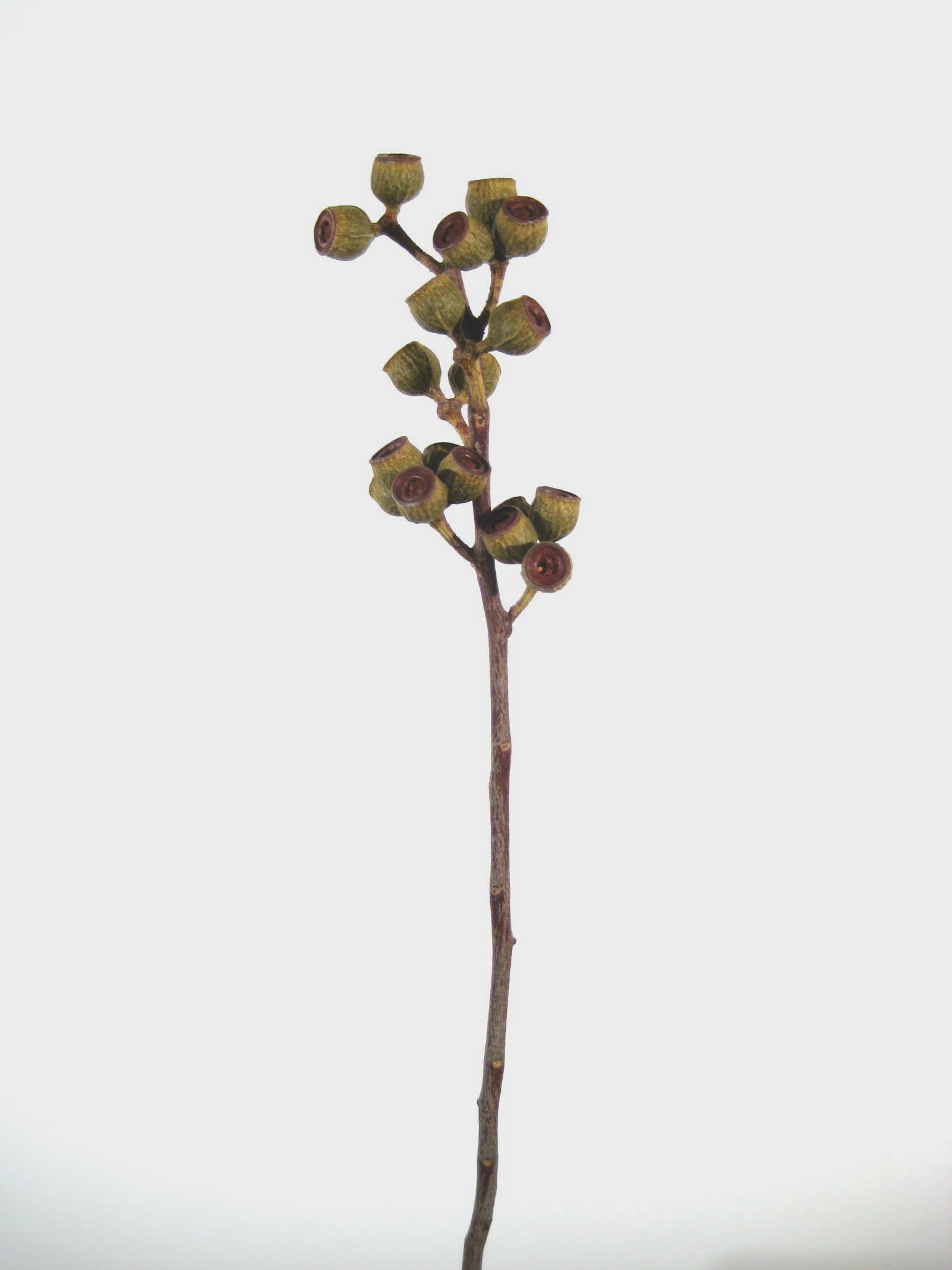 Ambernut-Zweige grün (15+ Köpfe)