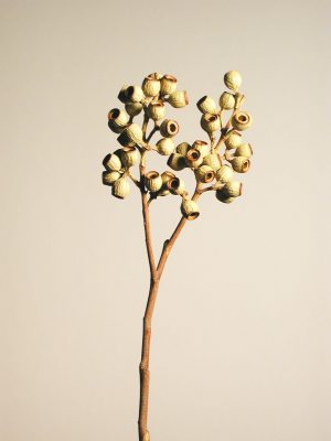 Ambernut-Zweige grün extra (25+ Köpfe)