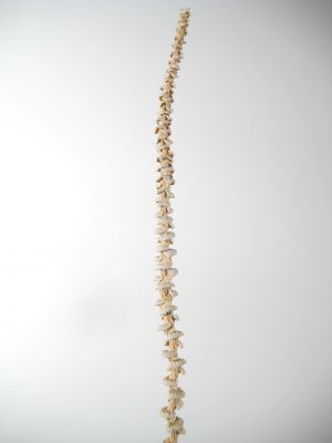 Bananenstiel gebleicht (35+cm)