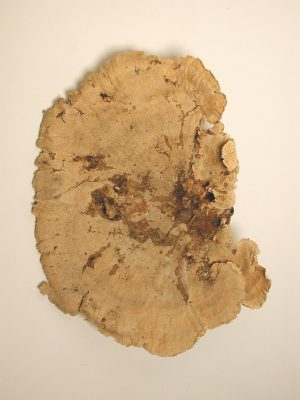 Baumschwamm extra groß (18+ cm)