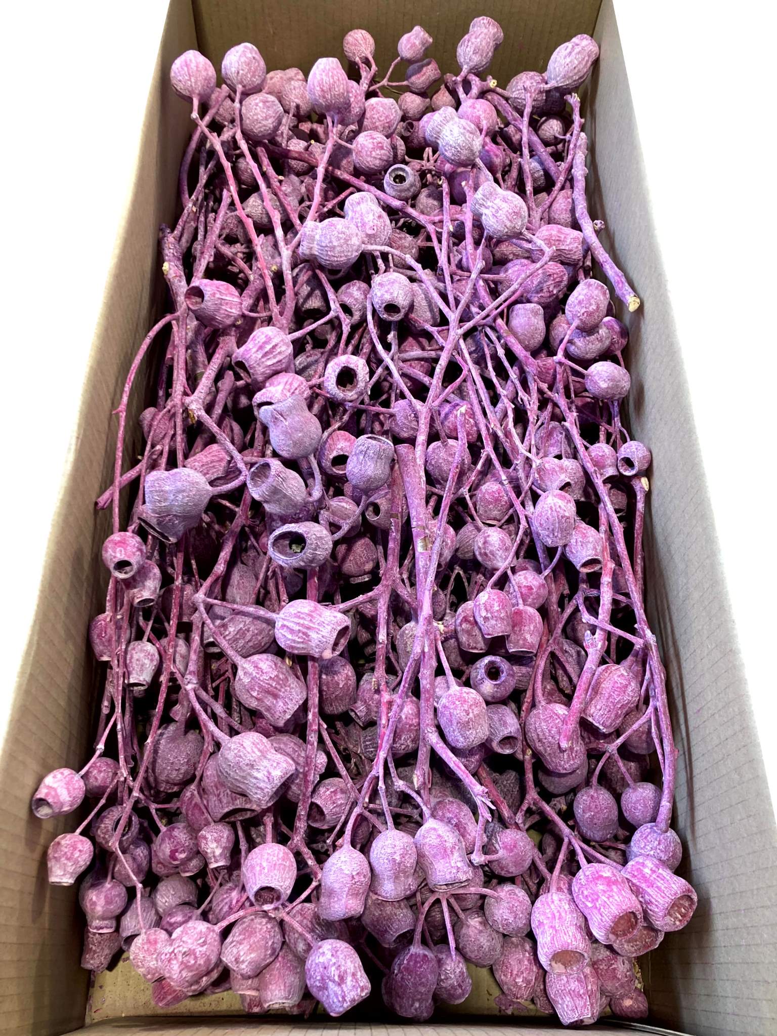 Bellgum-Zweige 5+ erika gefrostet – Bild 2