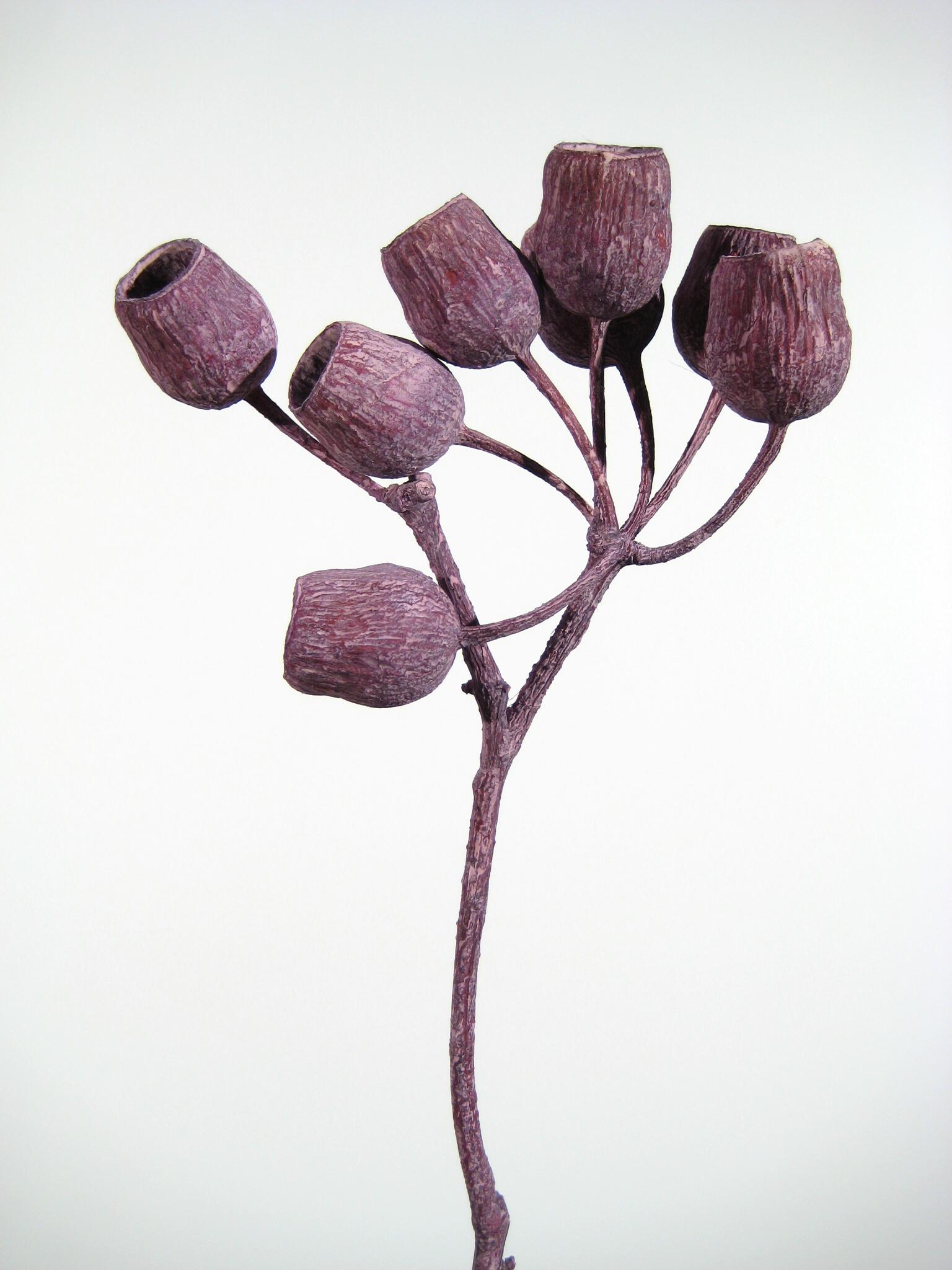 Bellgum-Zweige 5+ fuchsia gefrostet