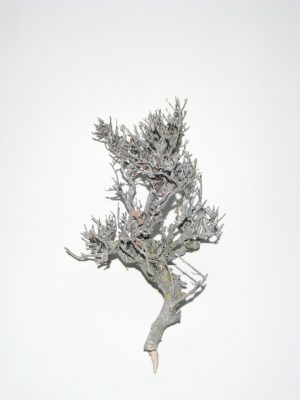 Bonsai white-washed