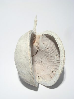 Budha Nut white-washed