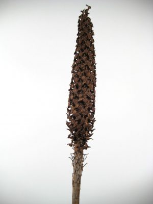 Cacho Beltrao 80-110cm natur