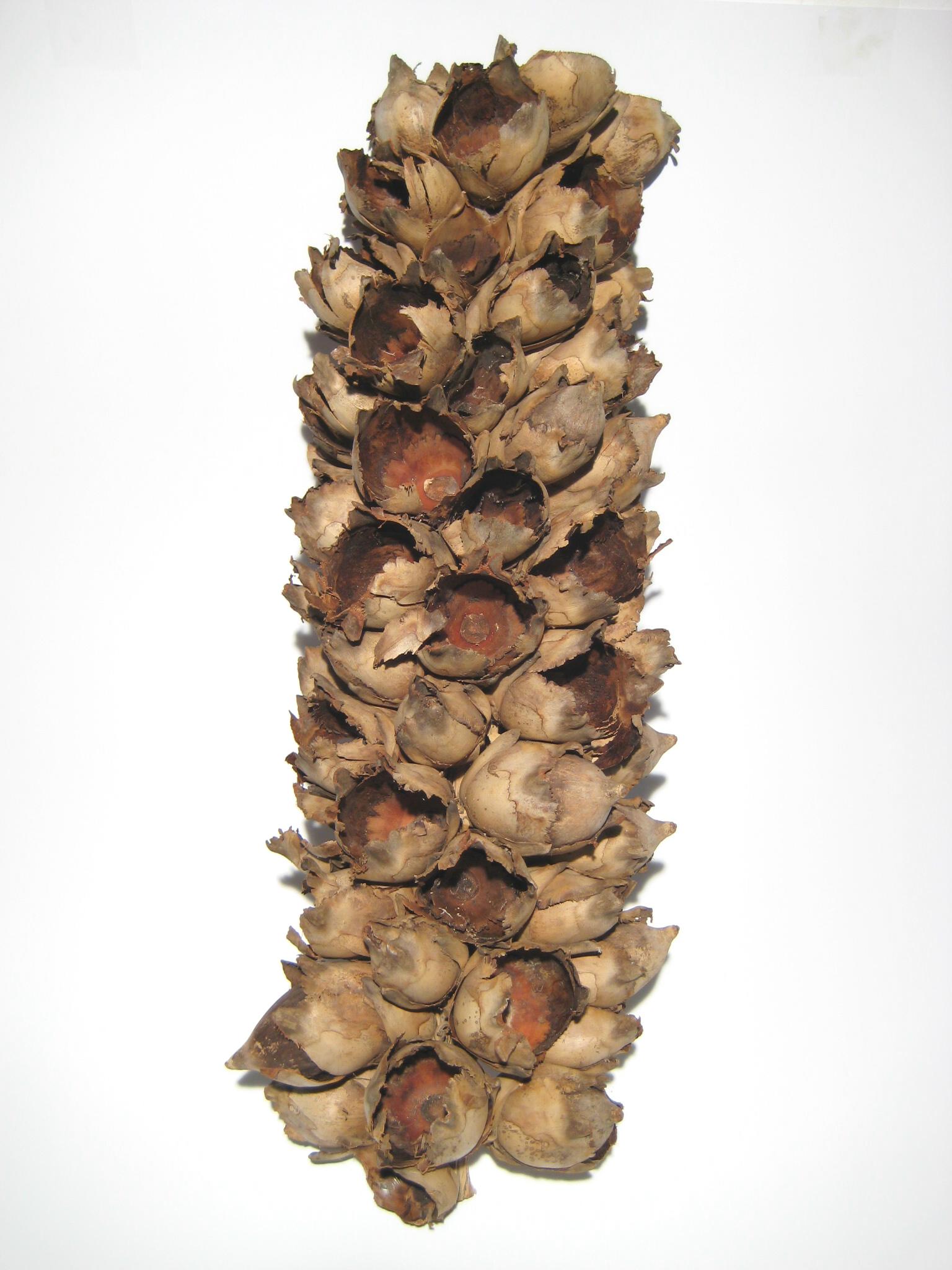Cacho Coco Hälften 60-70cm natur