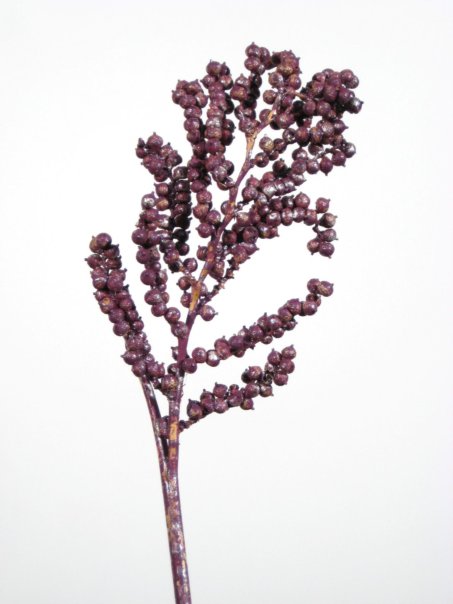 Canella fuchsia metallic