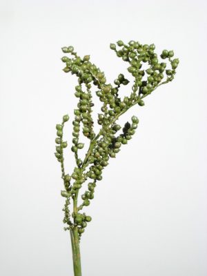 Canella grün metallic