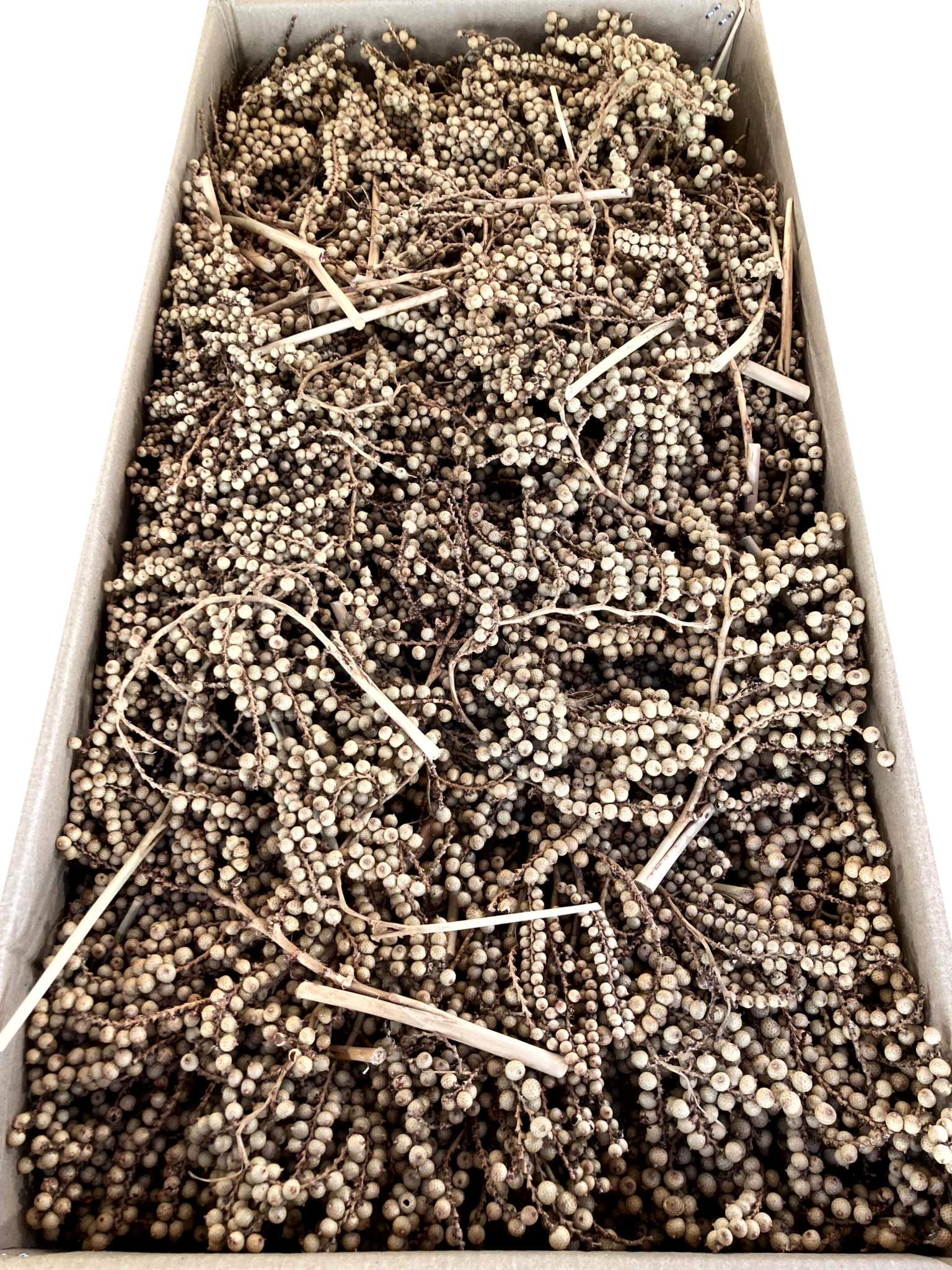 Canella natur – Bild 2