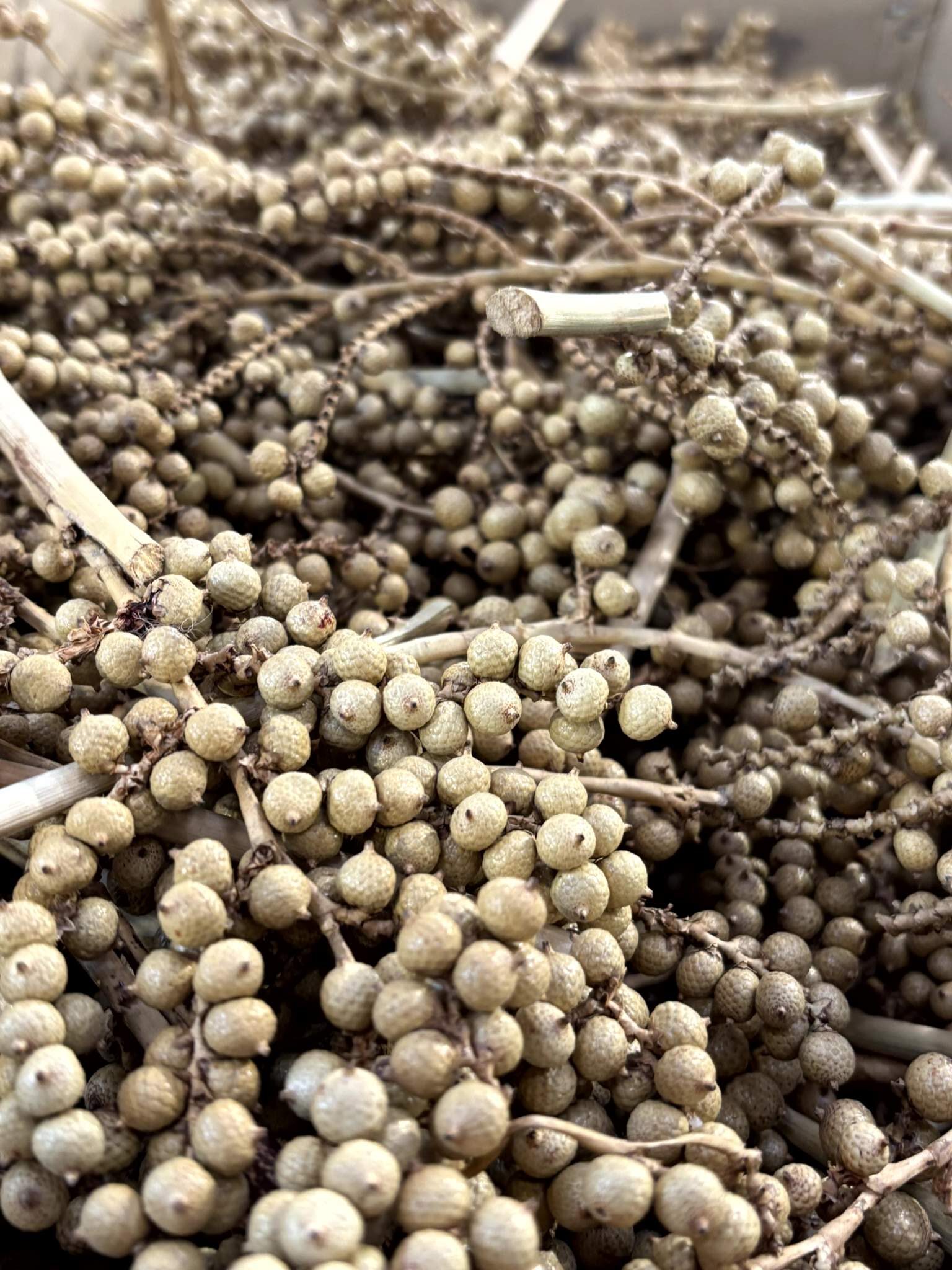 Canella natur – Bild 3