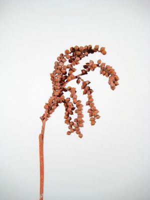 Canella orange gefrostet