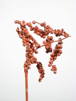 Canella orange metallic