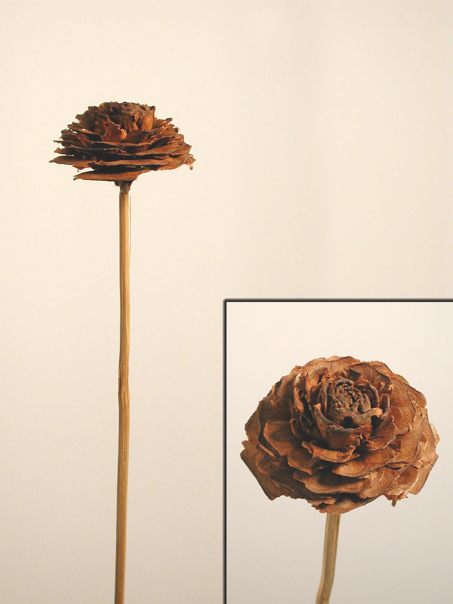 Cedar Rose angestielt mittel (3-4cm)