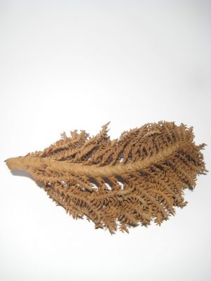 Cocosfrüchtezweig natur