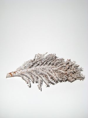 Cocosfrüchtezweig white-washed