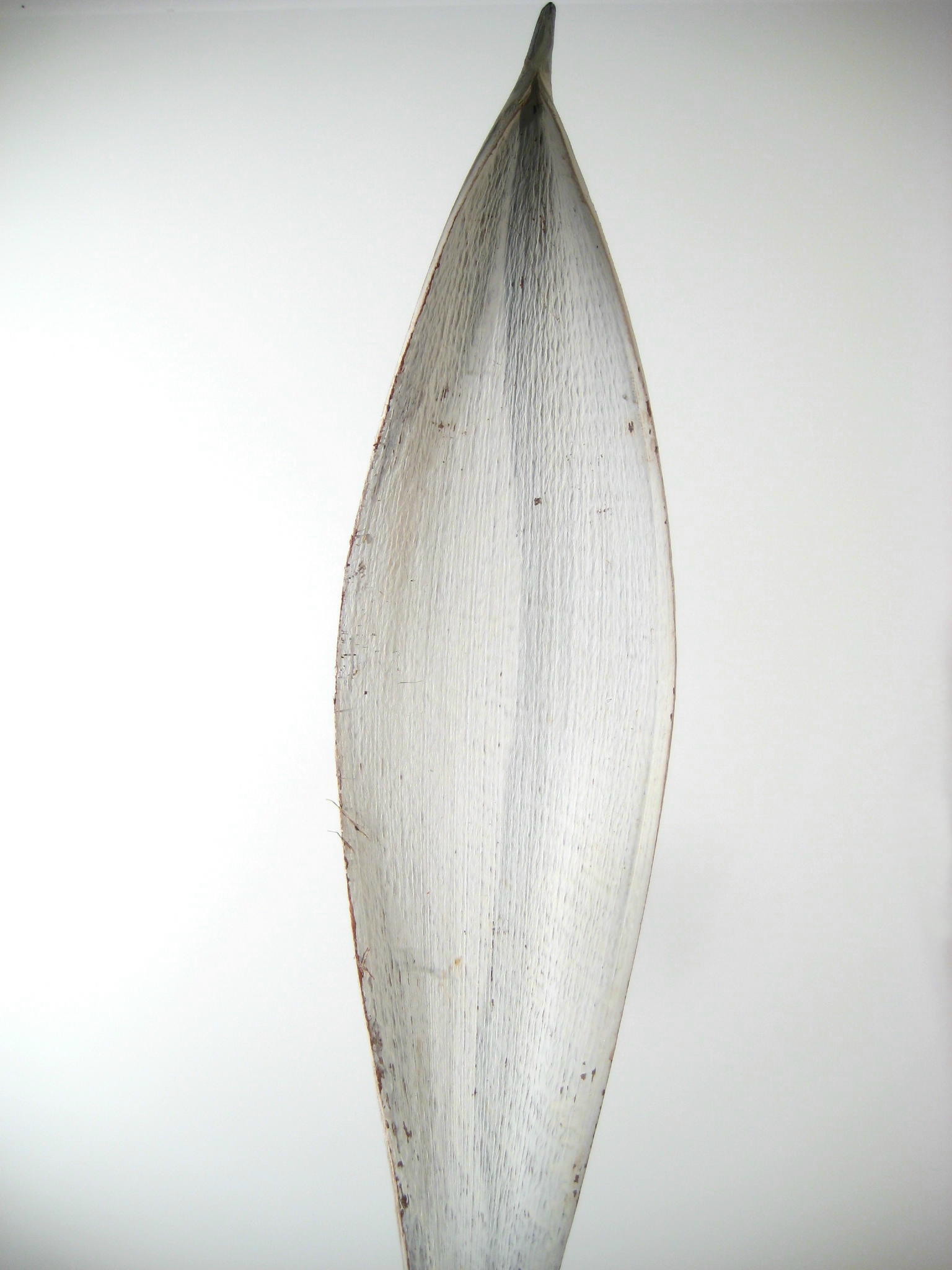 Cocosschalen 60-80cm white-washed