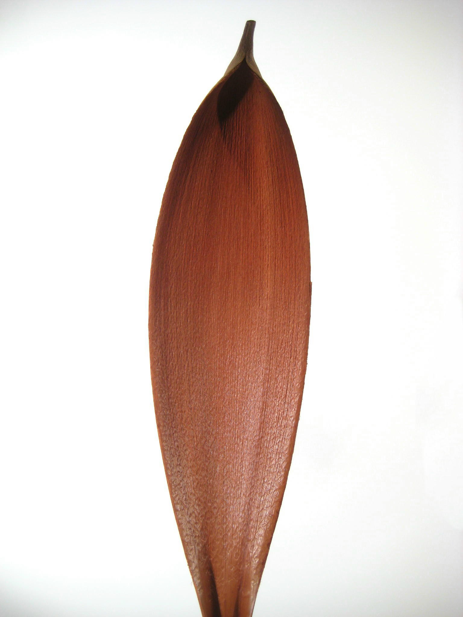 Cocosschalen 60-80cm
