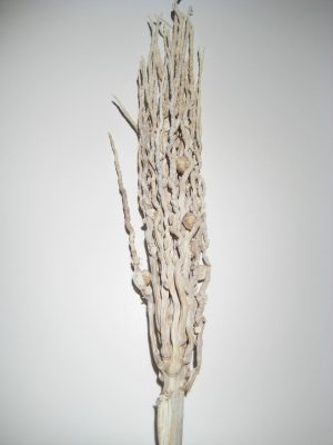 Cocoszweige gebleicht