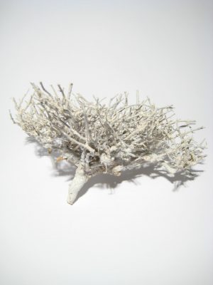 Dry tree white-washed