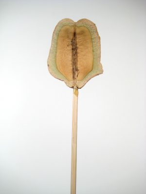 Froschmaul angestielt natur