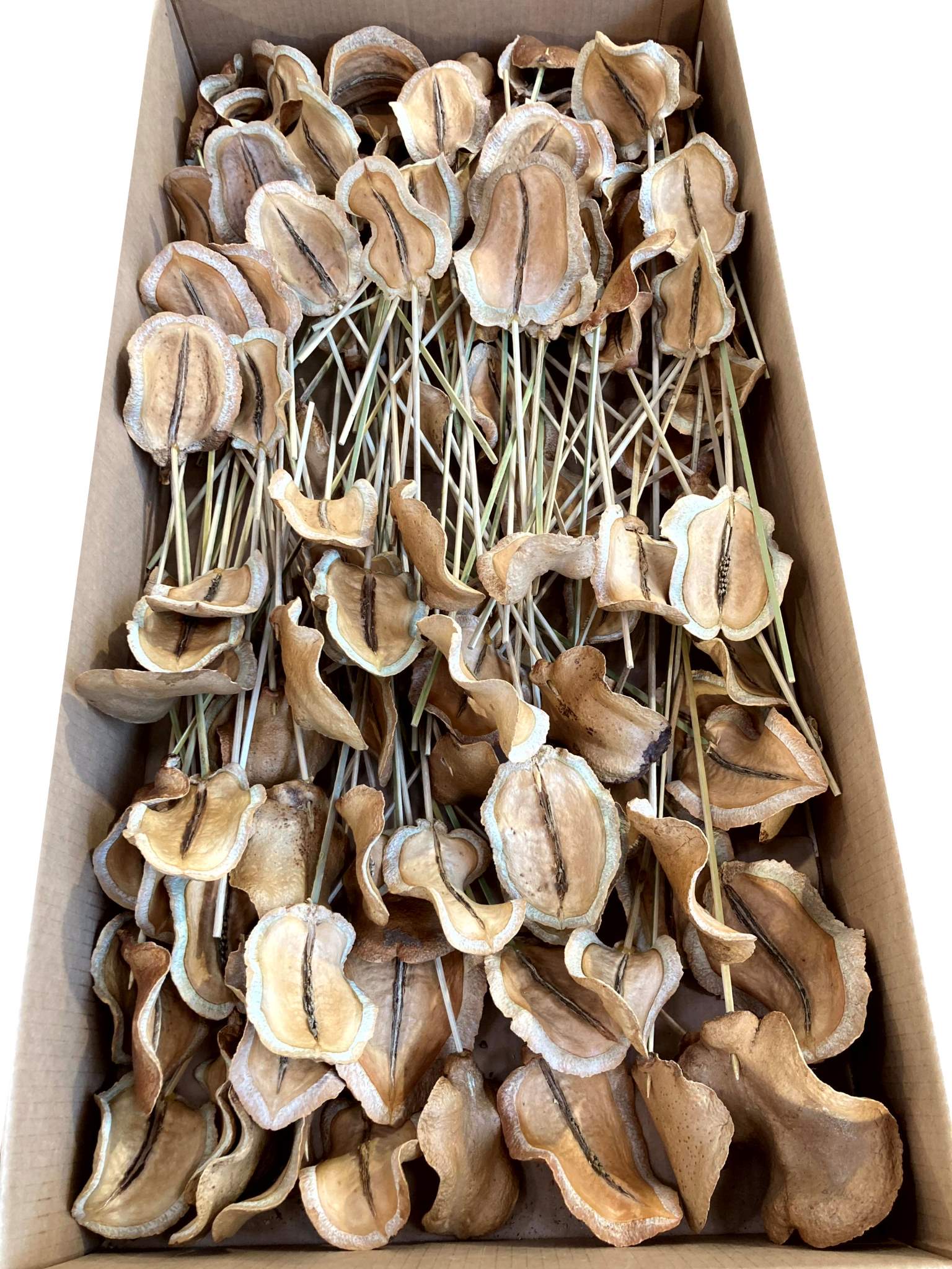 Froschmaul angestielt natur – Bild 2