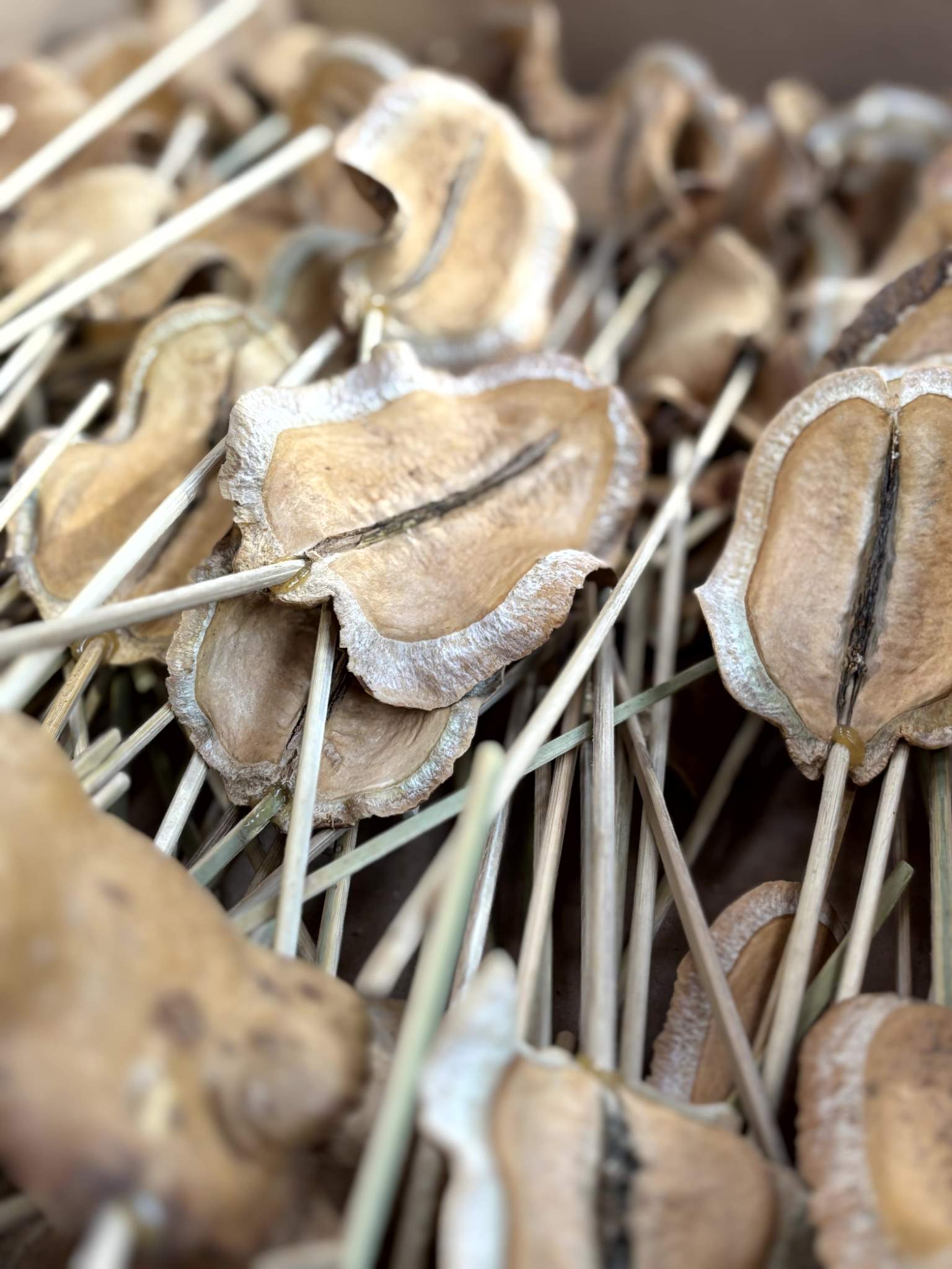 Froschmaul angestielt natur – Bild 3