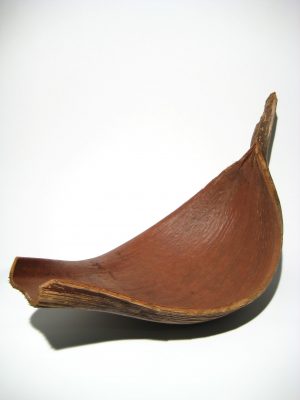 Galera Para groß natur