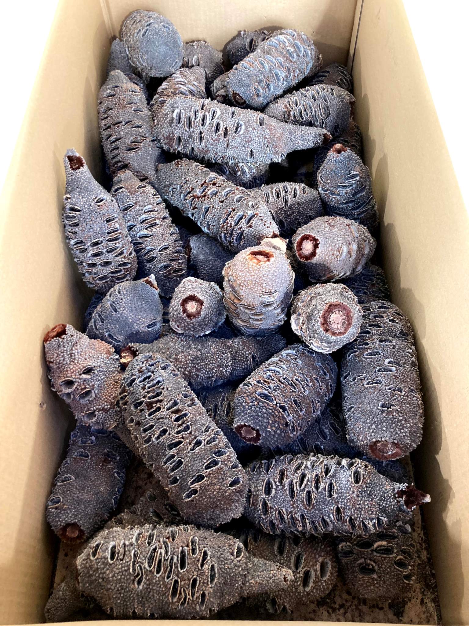 Grandis cones – Bild 2