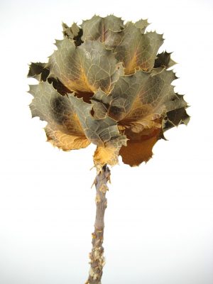 Hakea Victoria natur