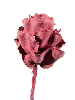 Hakea Victoria rot gefrostet