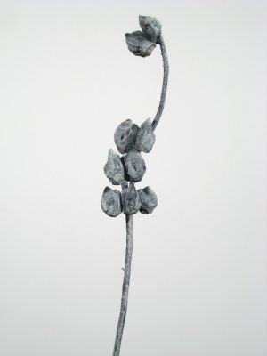 Hakea-Zweige extra groß anthrazit gefrostet