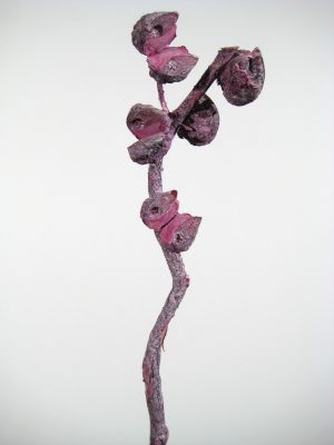 Hakea-Zweige extra groß erika gefrostet