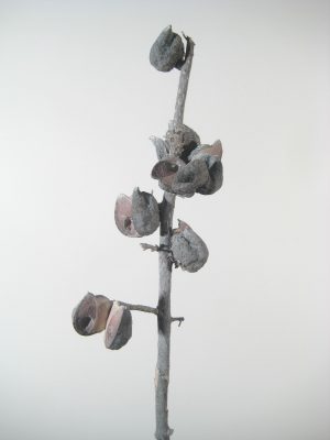 Hakea-Zweige extra groß white-washed