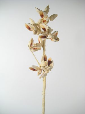 Hakea-Zweige gebleicht