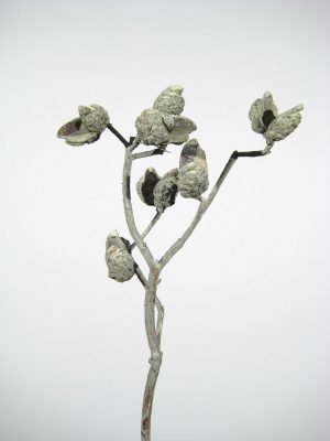 Hakea-Zweige grün gefrostet