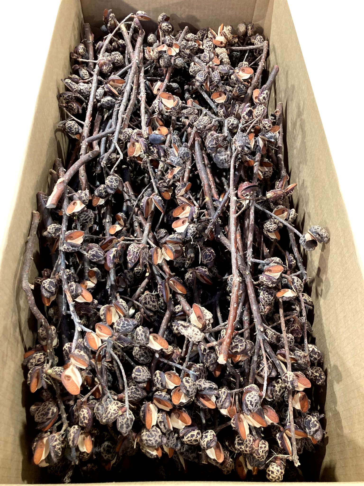 Hakea-Zweige natur – Bild 2