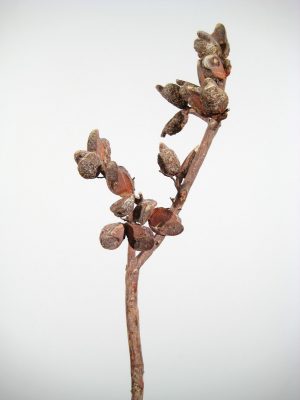 Hakea-Zweige orange gefrostet