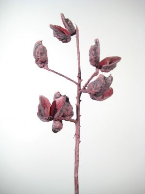 Hakea-Zweige rot gefrostet