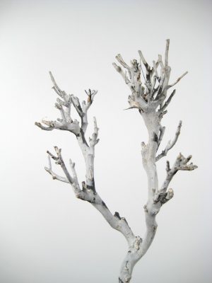 John-Zweig white-washed (ca. 45-55cm)