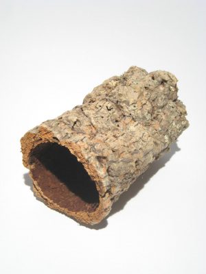 Korkstamm groß