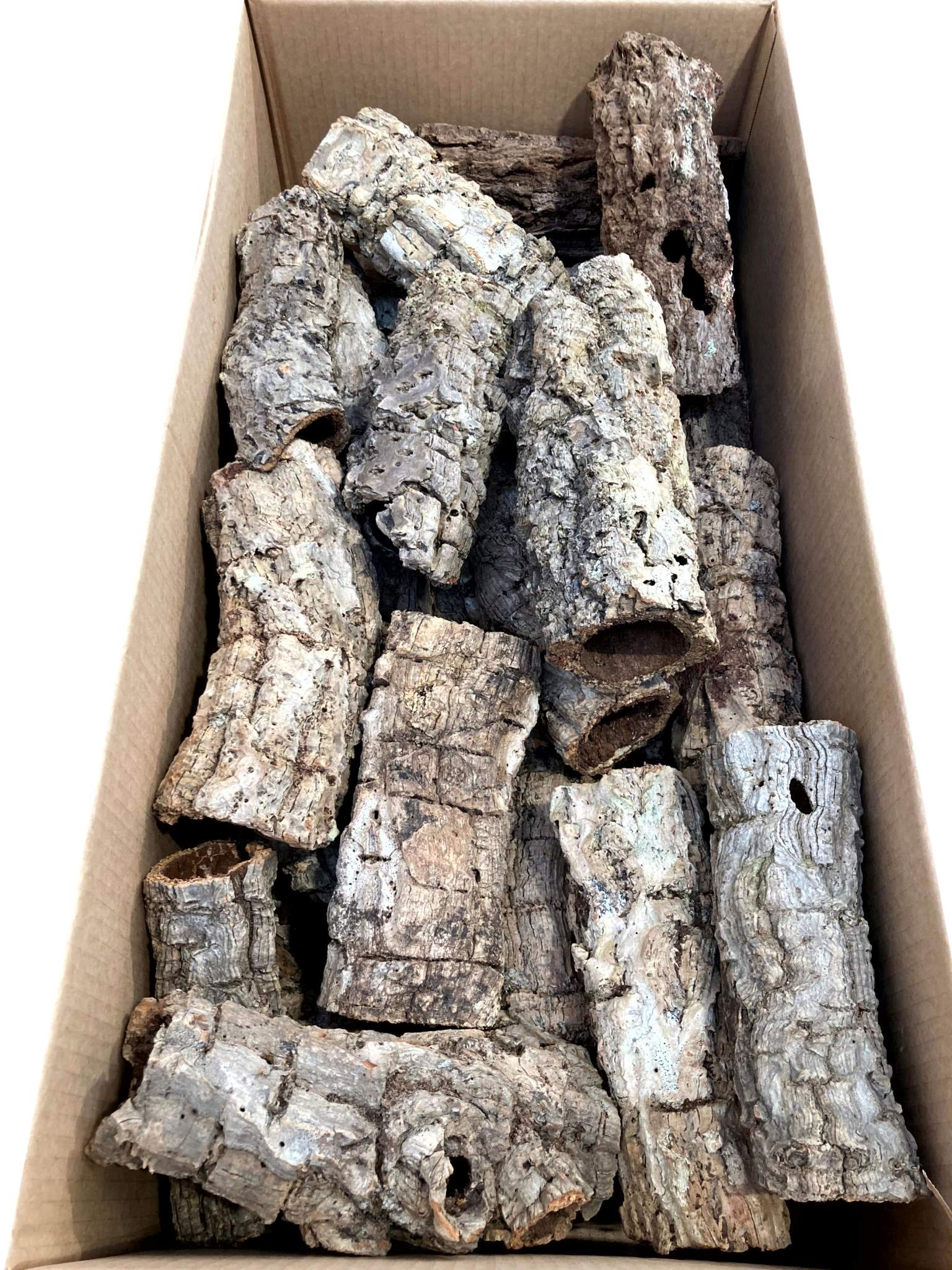 Korkstamm mittel – Bild 2