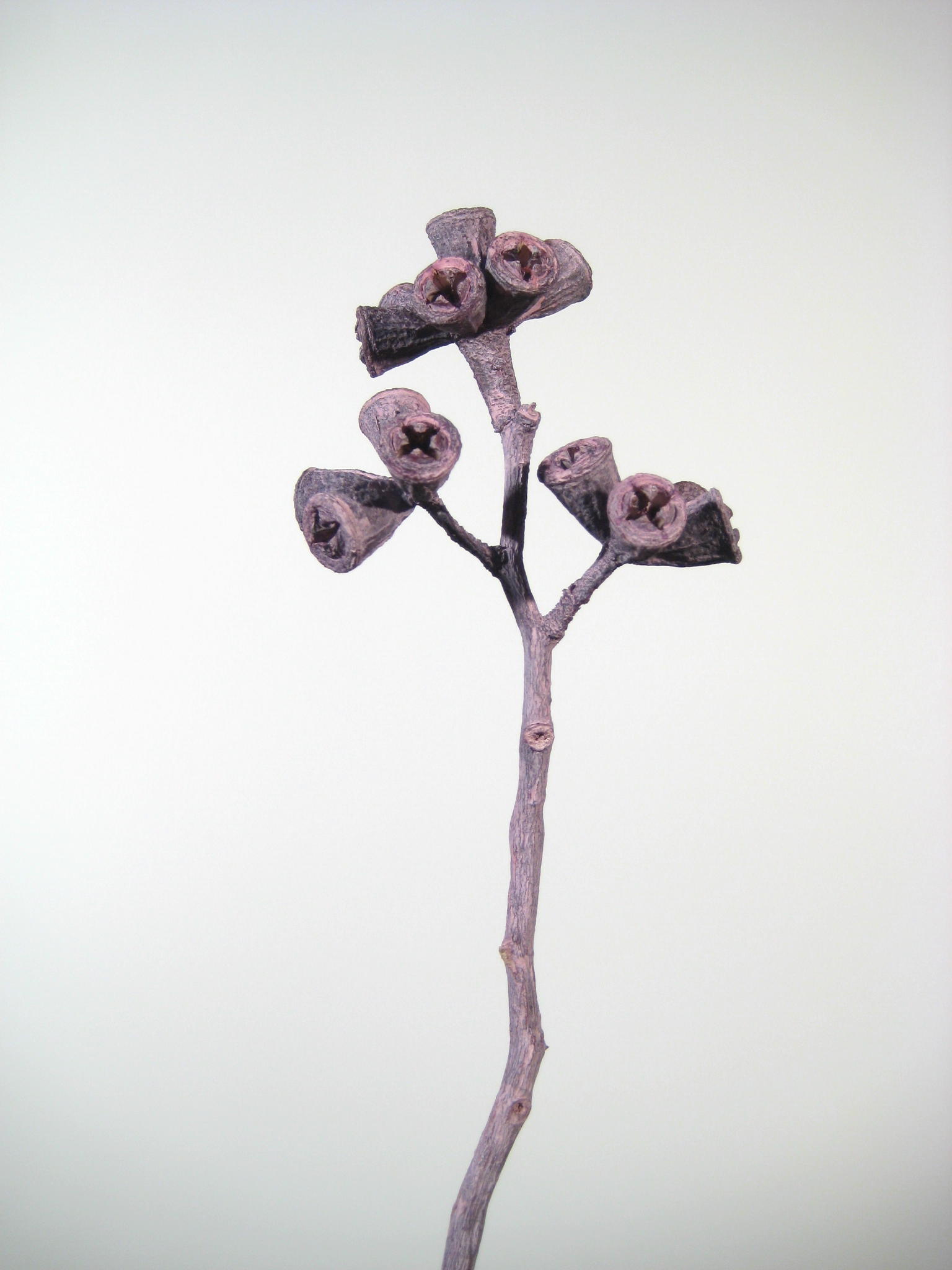 Kreuz-Eucalyptus fuchsia gefrostet