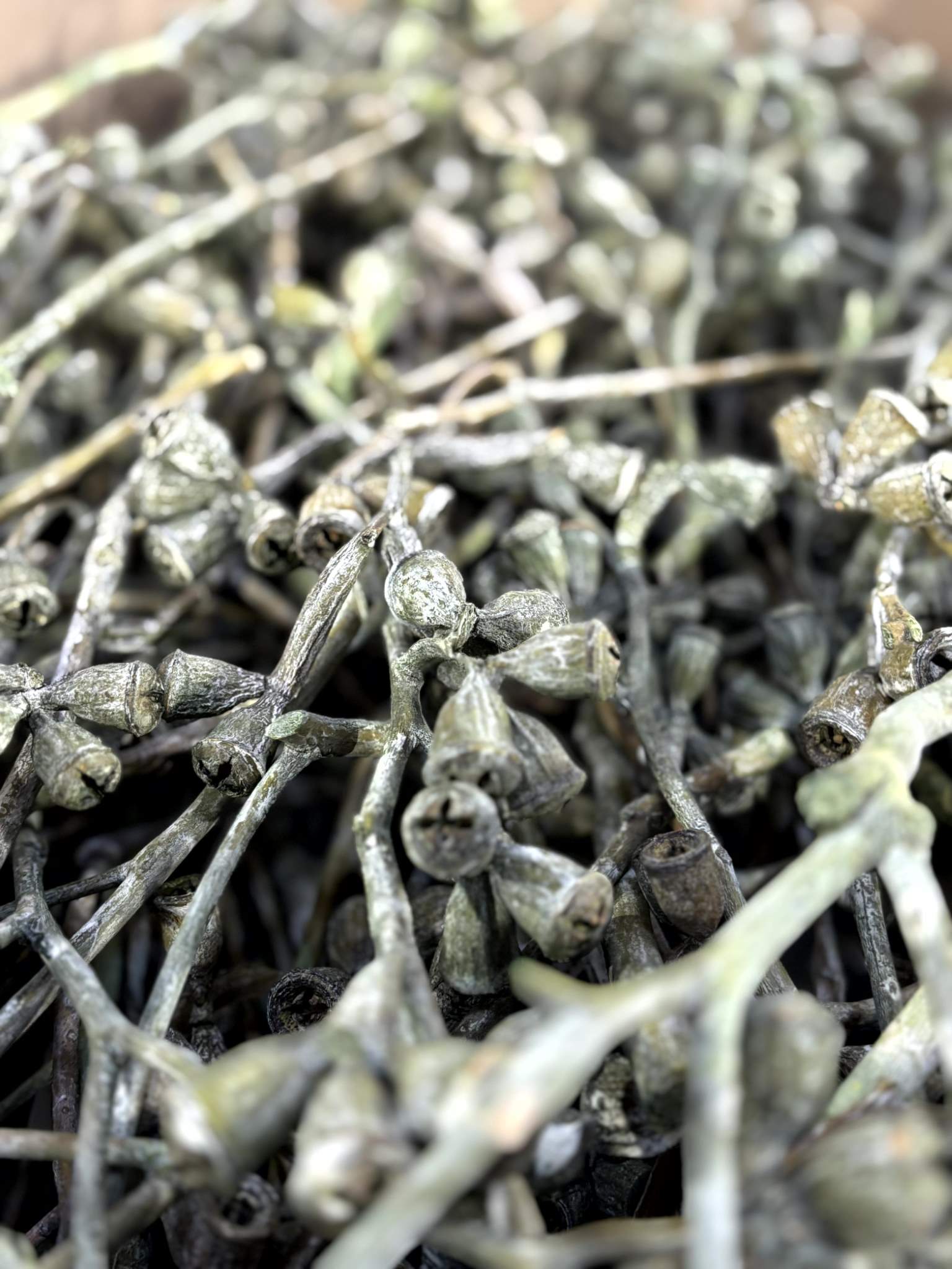 Kreuz-Eucalyptus grün gefrostet - Image 3