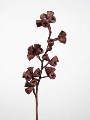 Kreuz-Eucalyptus orange metallic