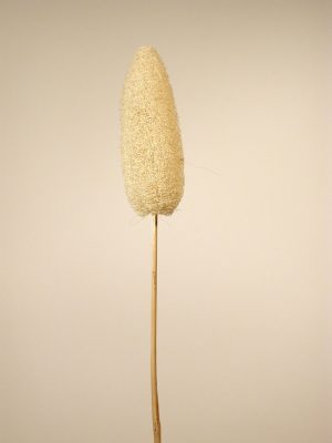 Luffa mittel angestielt gebleicht